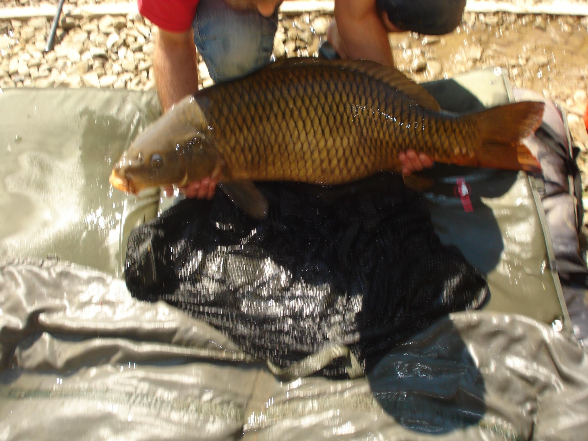 Tancabesti 20 - 22 aug. - DSC00353.JPG